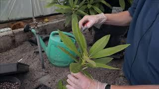 Taking cuttings from Rhododendron - Burncoose Nurseries