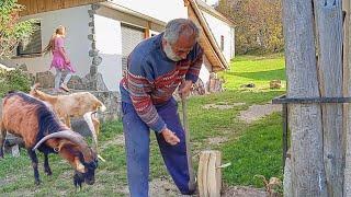 Happy life of people in the mountains far from civilisation. Searching for food underfoot