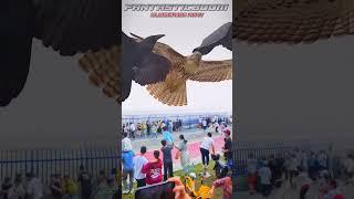 AMAZING! KING EAGLE AND TWO GIANT BLACK BIRD
