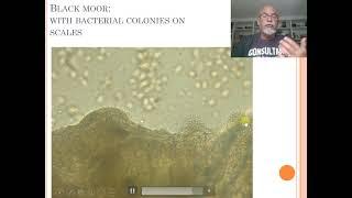 Fish disease case nr. 31 Black moor goldfish with Columnaris bacterial infection