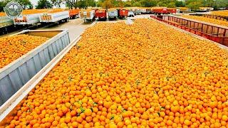 9.2 Billion Pounds Of Orange Are Harvested In America This Way | Agriculture Technology