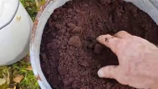 How to use large quantities of coffee grounds in the garden, worm farms & compost bins