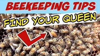 Beekeeping | Tips To Help You Find Your Queen Easier