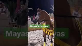 mayas Al mayas #Arabian horse ## very beautiful #$