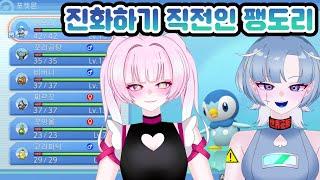 【포켓몬스터 브다】팽도리 진화 1초 전【디오페레타/사미무해】
