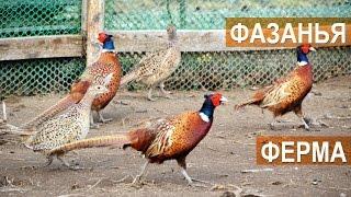 Обзорная экскурсия по фазаньей ферме "Русское подворье"