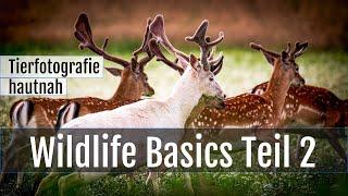 Tierfotografie hautnah! Wildlife-Basics Teil 2: Mein Mindset für die Wildlife-Fotografie