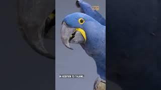 Fun Facts About Parrots That Will Blow Your Mind