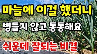 대왕 마늘 쏟아지게 하려면 이걸하면 대박 마늘 병들지 않게 키우고  초간단으로 마늘심는법  마늘쫑쉽게뽑기#친환경#마늘요리#마늘재배#마늘장아찌#시골#건강#힐링#주말농장#전원주택#귀농