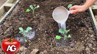 I always water the cabbage with this after planting  Instantly takes root and grows a large