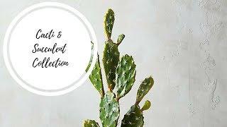 Cacti & Succulent Collection | Desert Houseplant tour