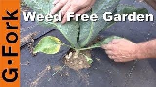 Natural Weed Control in the Vegetable Garden - GardenFork