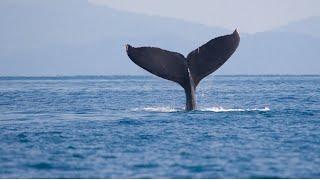 Whale watching nova scotia 2021 / whale watching bay of fundy / Can in Canada