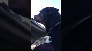 My cute little Rottweiler Periscope !!
