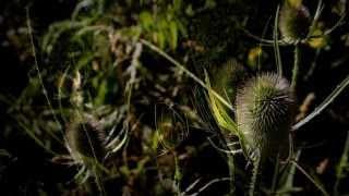 Teazle