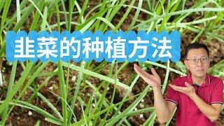 韭菜的种植方法，种一次韭菜能长几年？什么是韭菜分蘖？韭菜多少年翻根一次？