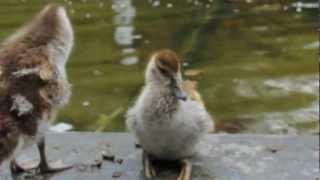 Camera test (Ducks) Canon - EOS 60D