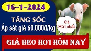 Giá heo hơi ngày hôm nay 16/1/2024 - Áp sát mốc 60.000 đồng/kg