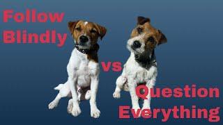 Can you question a dog trainer? #dogtraining #Dogmatism