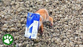 Adorable baby fox pulled from milk carton