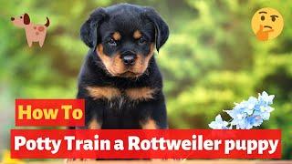 How to easily potty train Rottweiler puppy? Easy yet Effective Training method