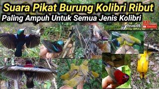 PIKAT BURUNG || SUARA PIKAT BURUNG KOLIBRI RIBUT