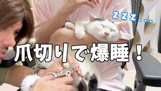 猫5匹の爪切りしたらまさかの寝ました…ｗｗ