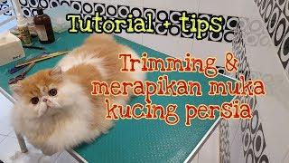 Tips + Tutorial Trimming muka kucing persia