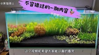 从失败中找出的经验，水草融叶烂根的解决办法，这可能没人告诉你