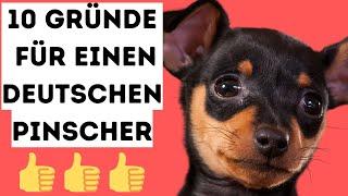 10 Gründe für einen deutschen Pinscher 