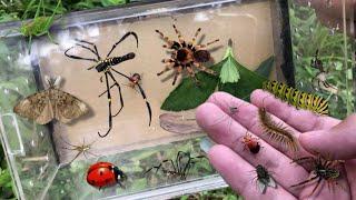 hunting insect in the wild‼️catch golden orb spider, a bunch of caterpillar, centipede, ladybug