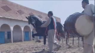 MIRZA GHALIB AMIR1 Amazing Horse Dance GHORA ZELDAR