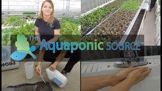 How to Prevent Bad Bacteria in your aquaponic farm