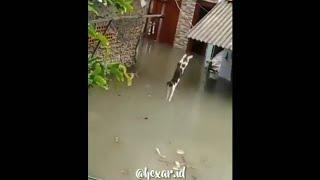 Kucing Nyebur saat Banjir di Jakarta, kondisinya begini.....