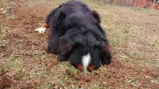 Funny Bernese Mountain Dog Compilation [English]