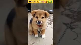 Dog sounds | Puppy Voice | Chote pille ki awaj  #shorts #viral #dog #puppy #babydog #shortvideo