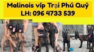 Chó Becgie Bỉ Duron chuẩn Vip | Trại Chó Phú Quý