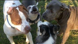 Bandog Protects Girlfriend From Frisky American Bulldog