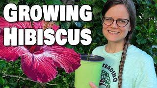 Growing Hibiscus from Cuttings - How I do it