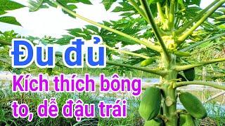 Kỹ thuật trồng đu đủ: P29-Kích thích bông to, dễ đậu trái