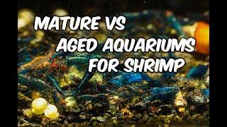 The Importance of Allowing Your Aquarium to Mature Before Adding Shrimp