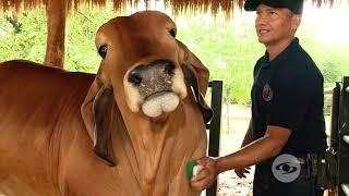 Rutinas de ejercicio para obtener músculo en brahman rojo