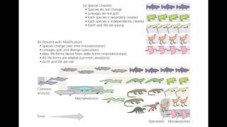 Evidence for Evolution