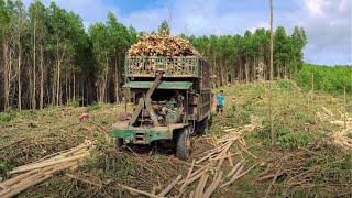 The task of transporting wood with a super-strong, super-loaded vehicle - Wood truck