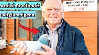 Andre Roodhoof's Champion Racing Pigeons – Interview with Eddie Barry Lofts