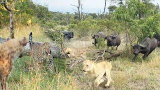 LIONS   v BUFFALO  and LEOPARD   v HYENA 