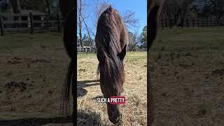 Queenie Tails. Episode 24.Morning Ruminations.#QueenieTails #videofun #saynukfamilystables
