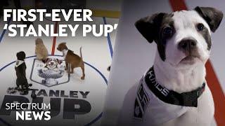 Hockey Fan or Not, You Won't Want to Miss the 'Stanley Pup' | Spectrum News