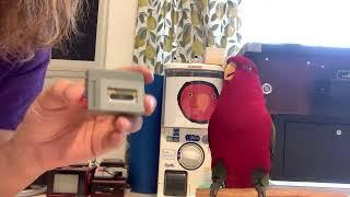 LiveBirbs streaming