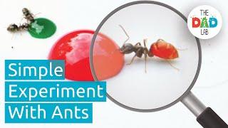 Changing Ants Colours | Fun Outdoor Science Experiment